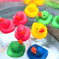 Thumbnail for rubber floating ducks in large pail