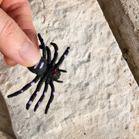 Thumbnail for Wiggly spider in hand over a rock