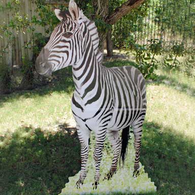 zebra-cardboard-standup.jpg
